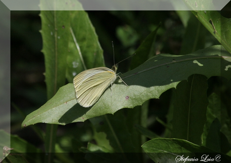 Pieris rapae?