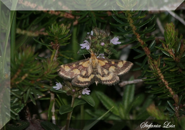 ulteriore falena rigata