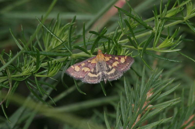 ulteriore falena rigata