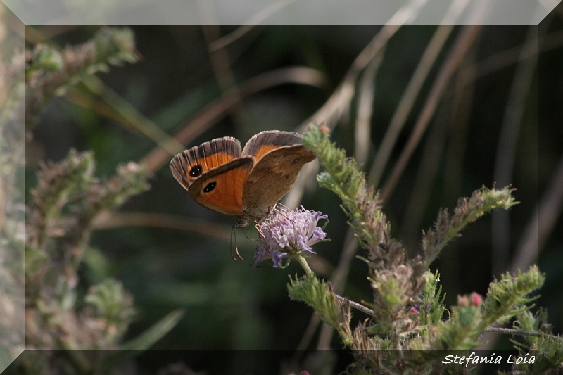 Pyronia tithonus