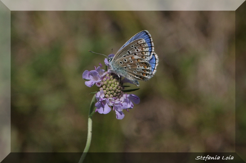 Polyommatus icarus? - No, Polyommatus bellargus