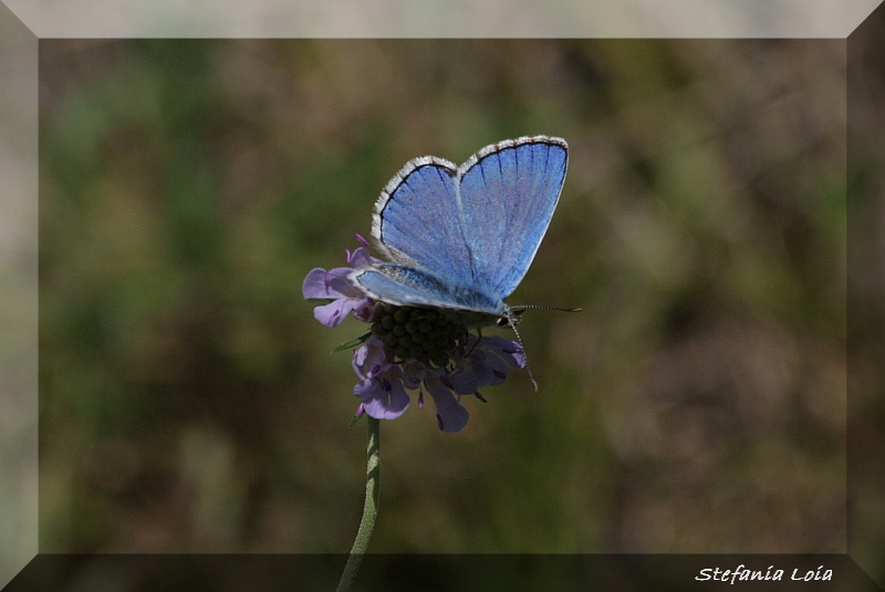 Polyommatus icarus? - No, Polyommatus bellargus