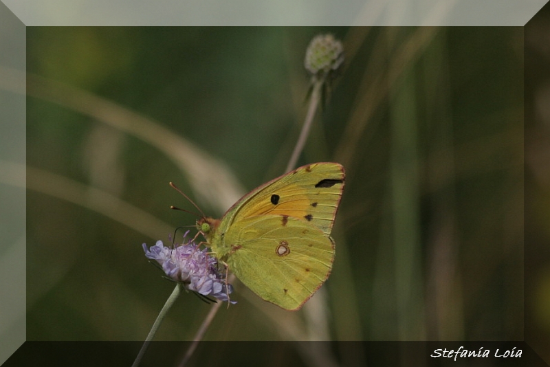 Colias croceus
