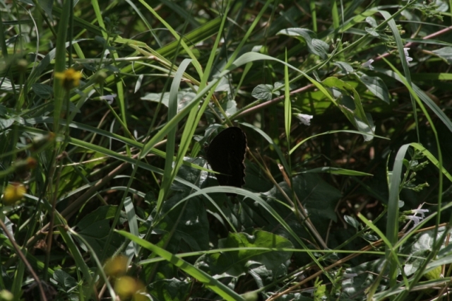 Satyrus ferula? - No, Minois dryas (femmina)