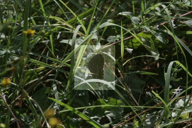 Satyrus ferula? - No, Minois dryas (femmina)