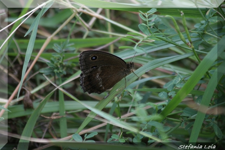 Satyrus ferula? - No, Minois dryas (femmina)