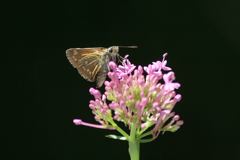 esperidi? - Hesperia comma