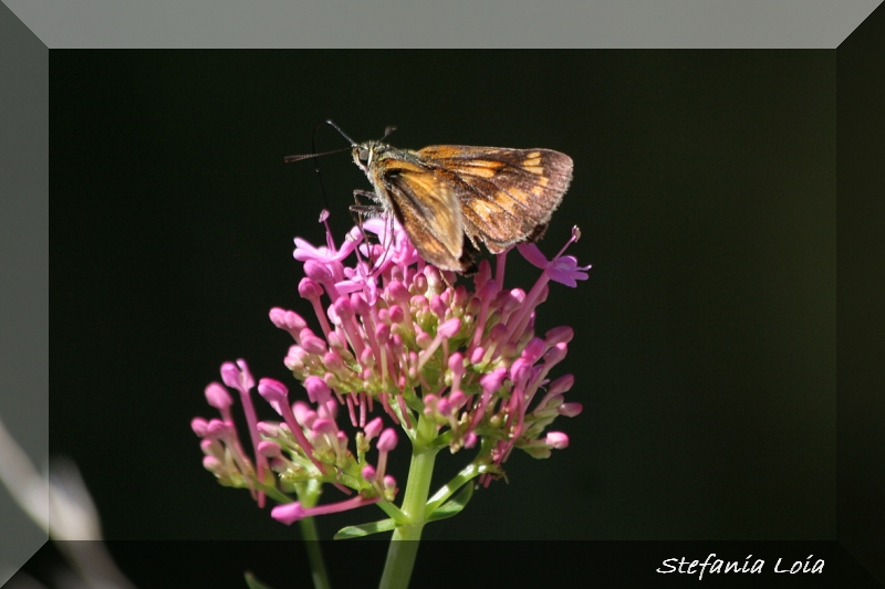 esperidi? - Hesperia comma