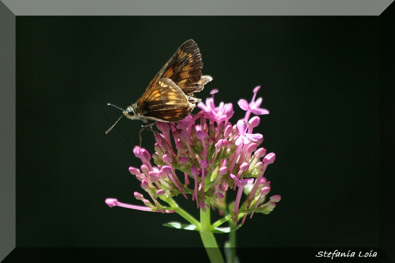 esperidi? - Hesperia comma