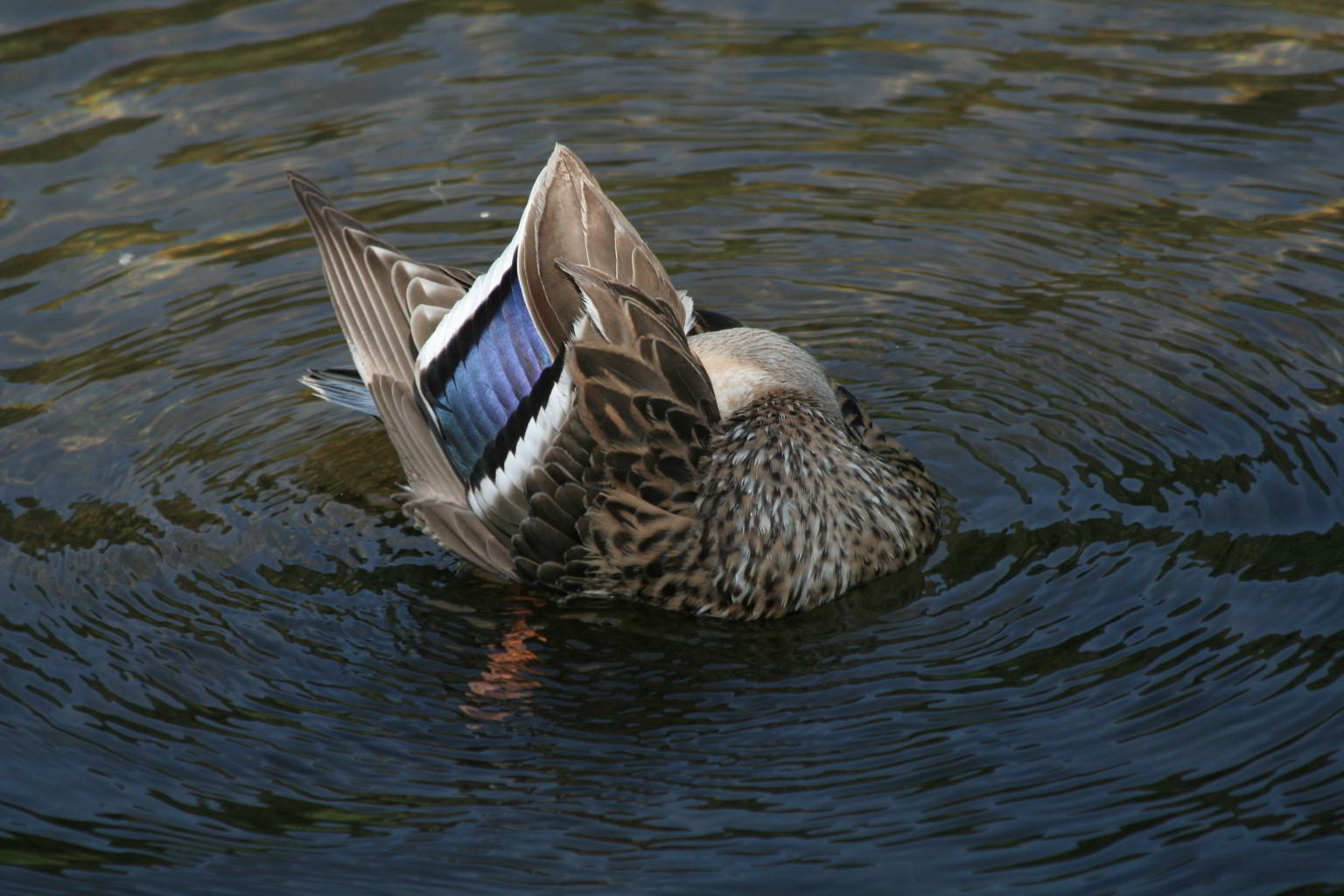 Avifauna humor