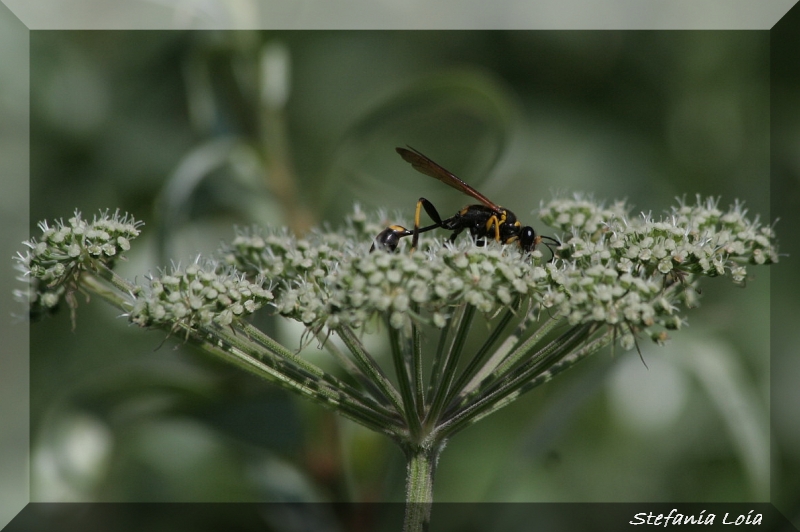 Sceliphron caementarium (Sphecidae)