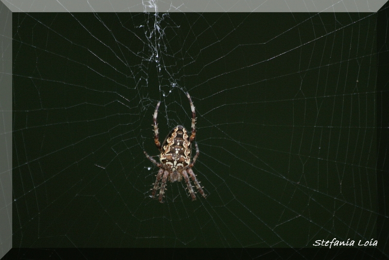 Araneus diadematus