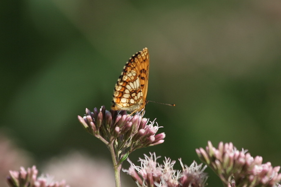 Melitaea athalia