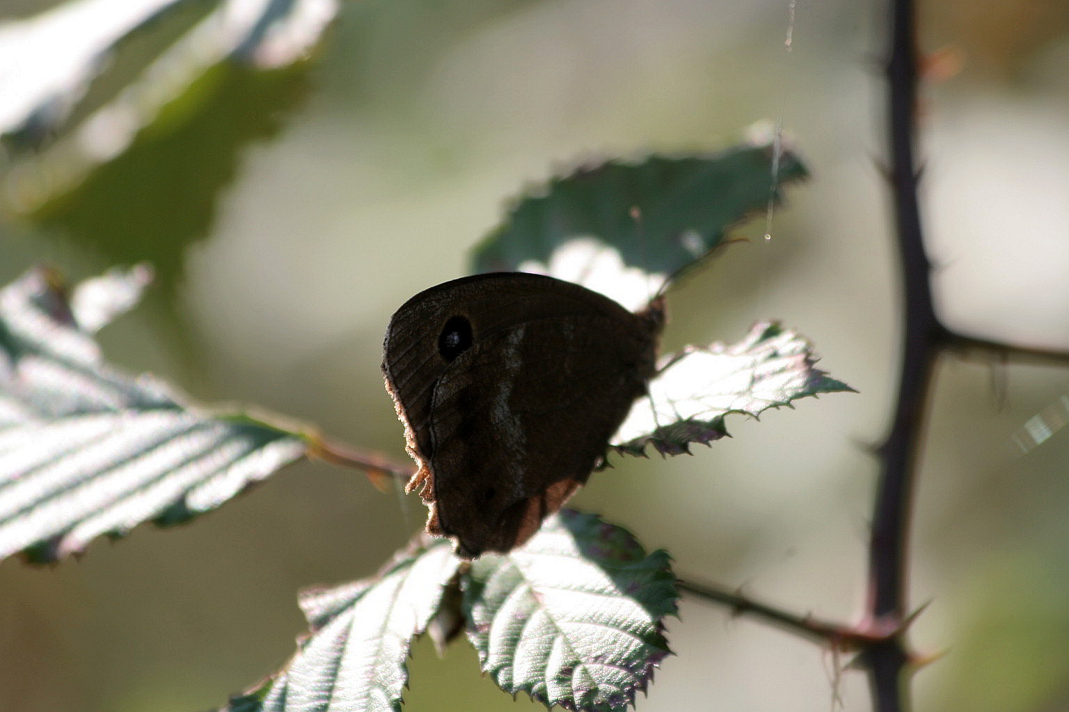 Minois dryas o Satyrus ferula