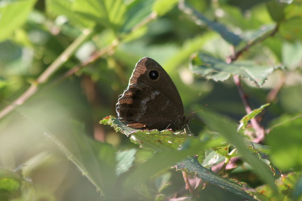 Minois dryas o Satyrus ferula