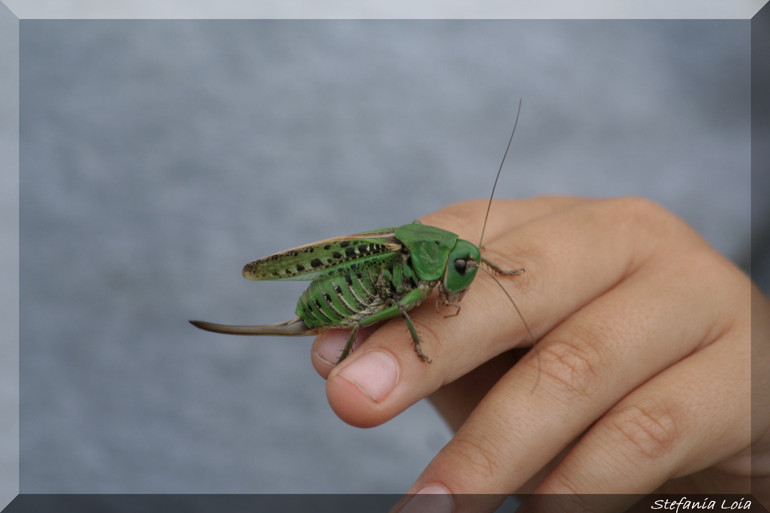 Decticus verrucivorus e Pholidoptera  littoralis