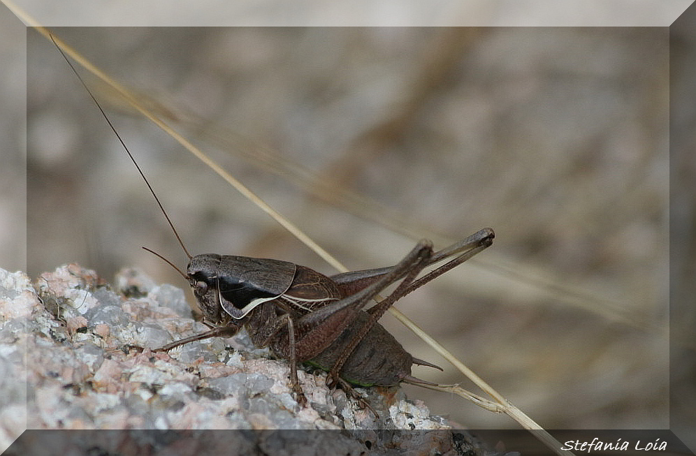 Decticus verrucivorus e Pholidoptera  littoralis