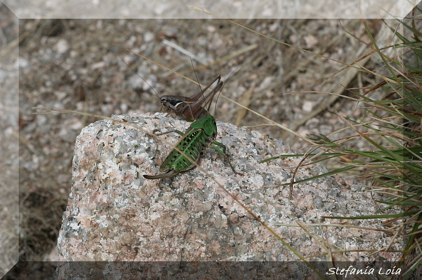 Decticus verrucivorus e Pholidoptera  littoralis