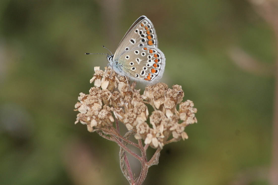 P. icarus femmina? - S