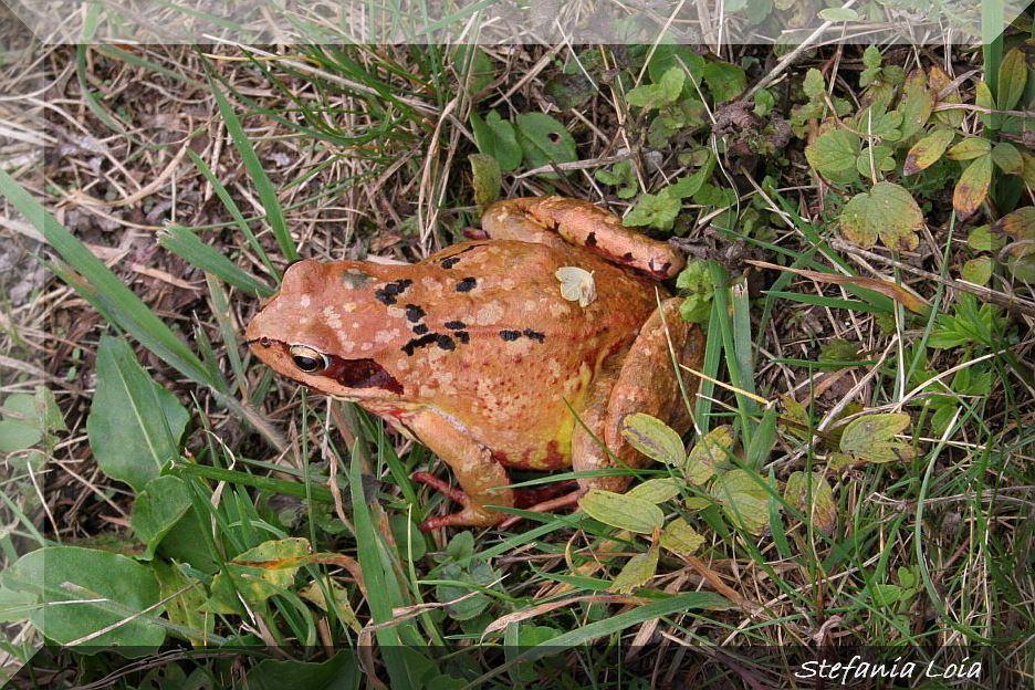 Rana temporaria