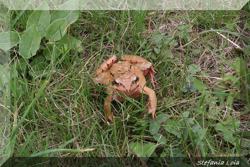 Rana temporaria