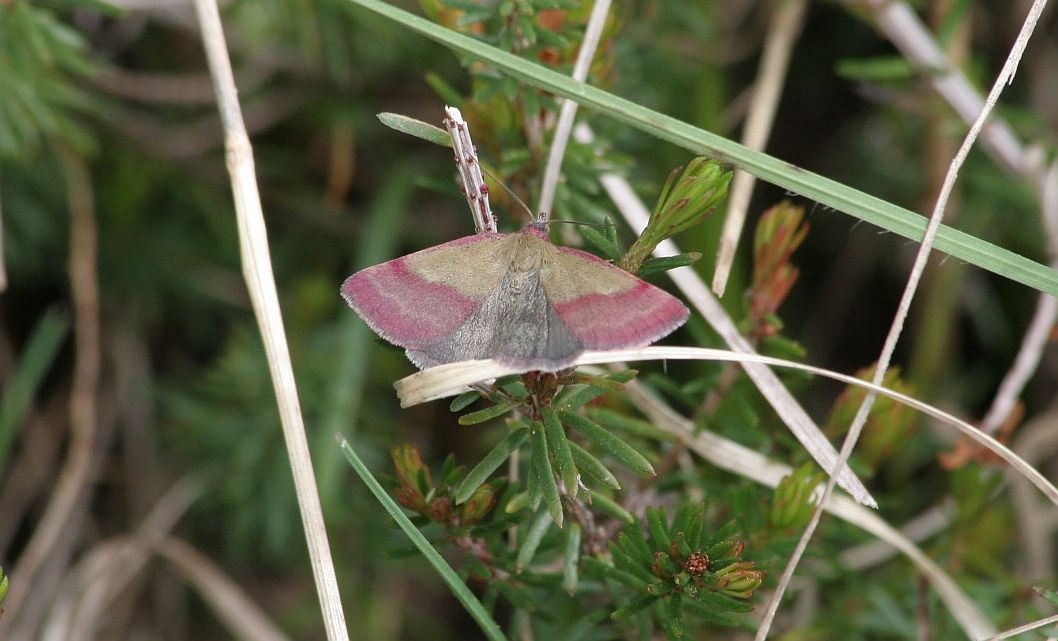 Falena: Phytometra viridaria - Erebidae