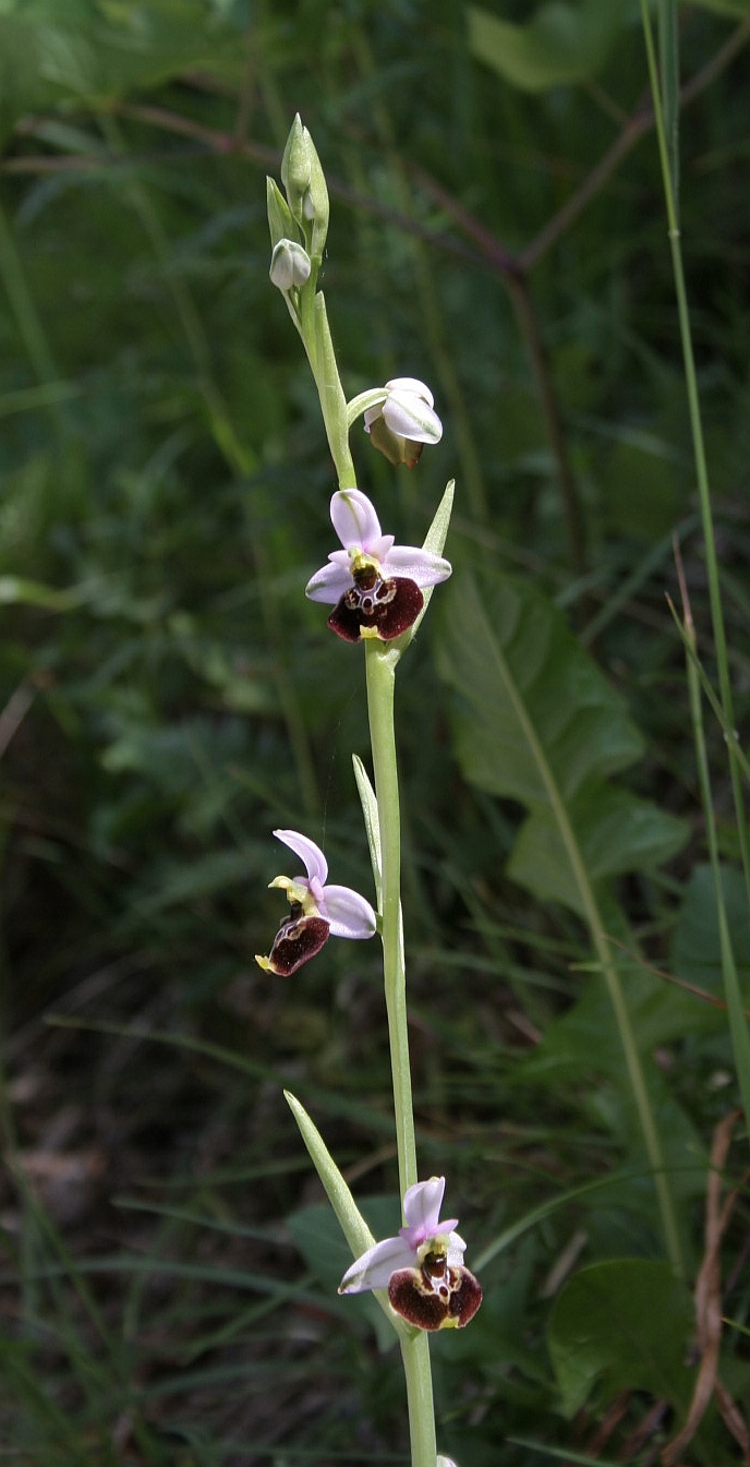 tutte variet di Ophrys holosericeae?