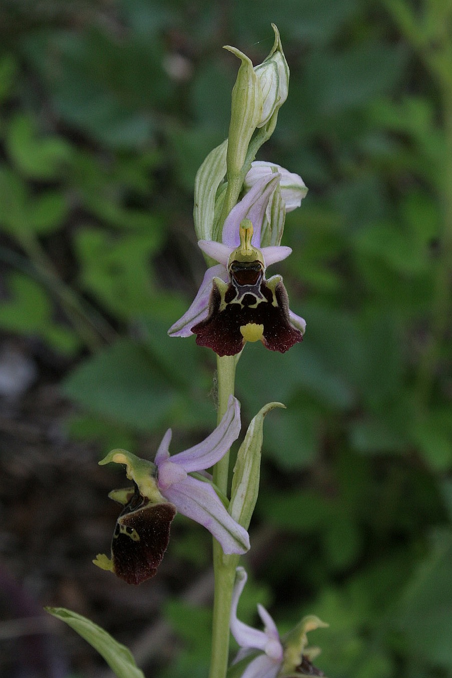 tutte variet di Ophrys holosericeae?