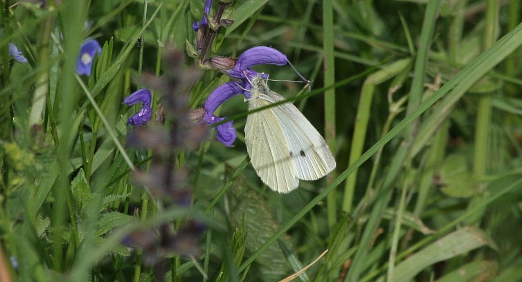 Pieris rapae? - S