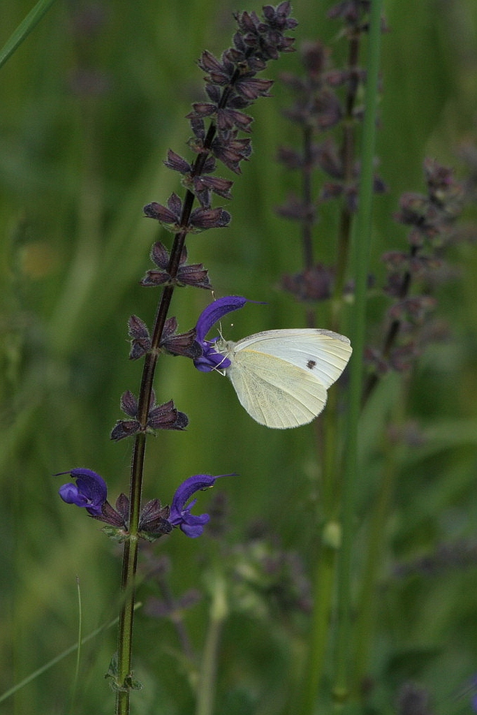 Pieris rapae? - S