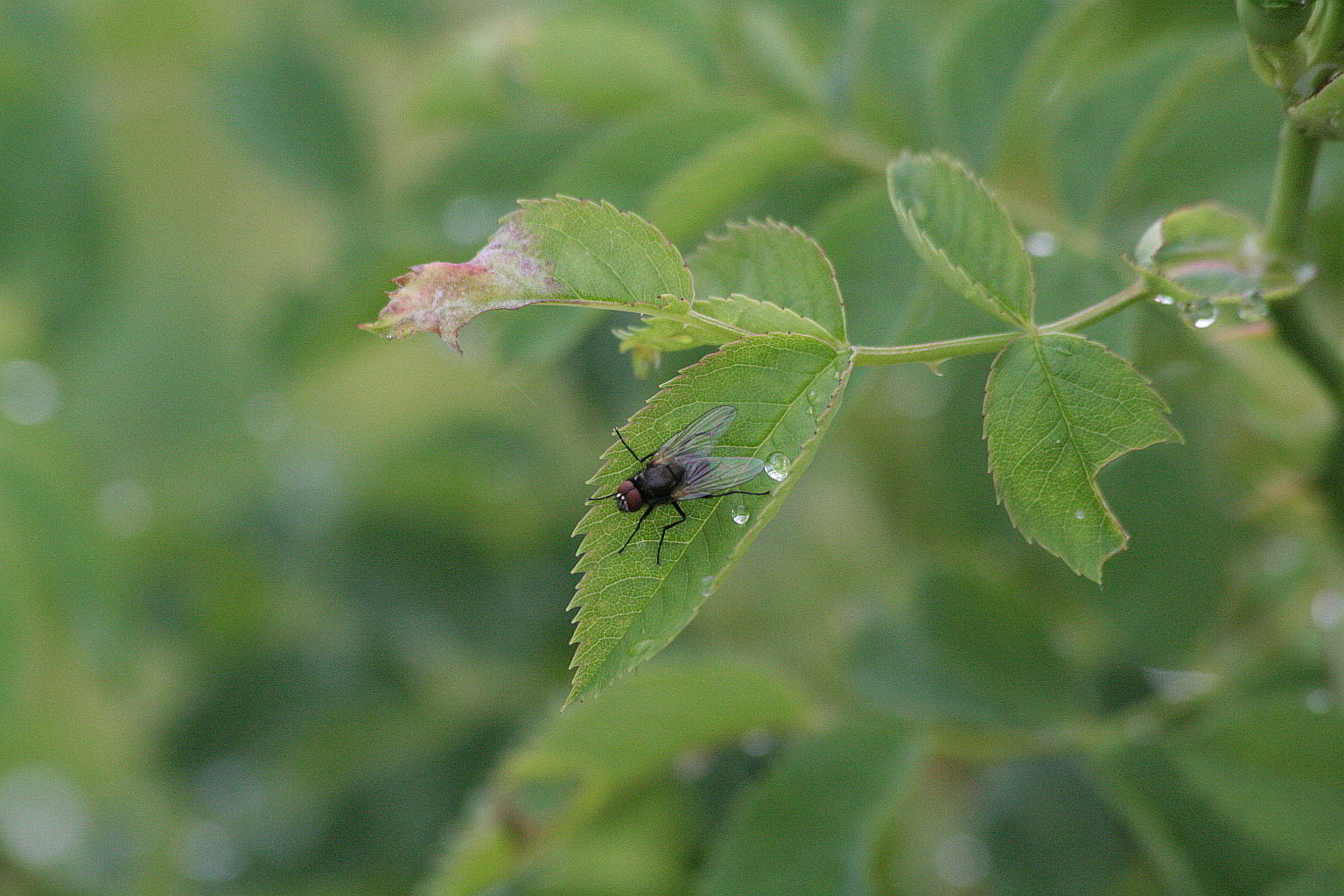 Si fa presto a dire mosca!!!