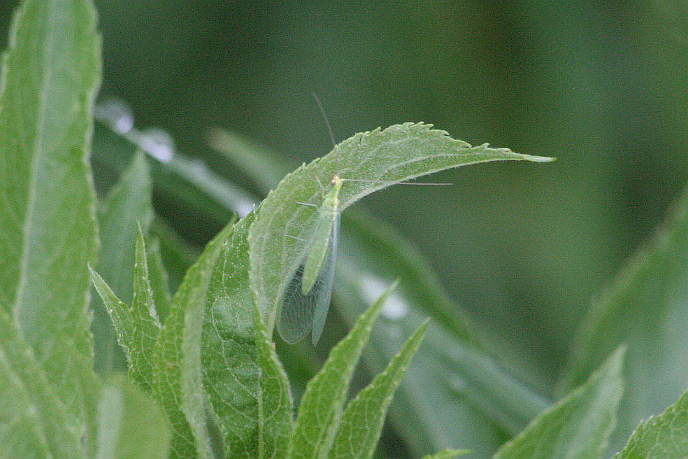Chrysoperla sp.