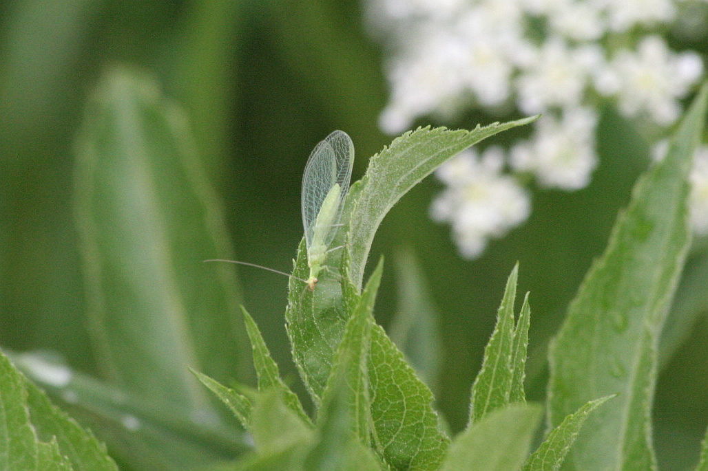 Chrysoperla sp.