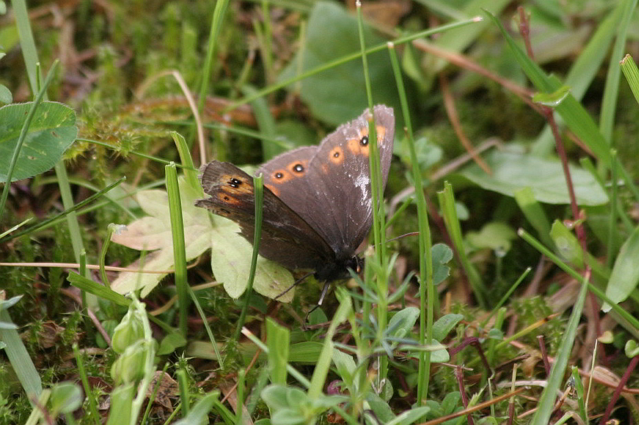 erebia medusa?