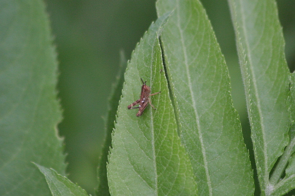 Microcavalletta parassitizzata