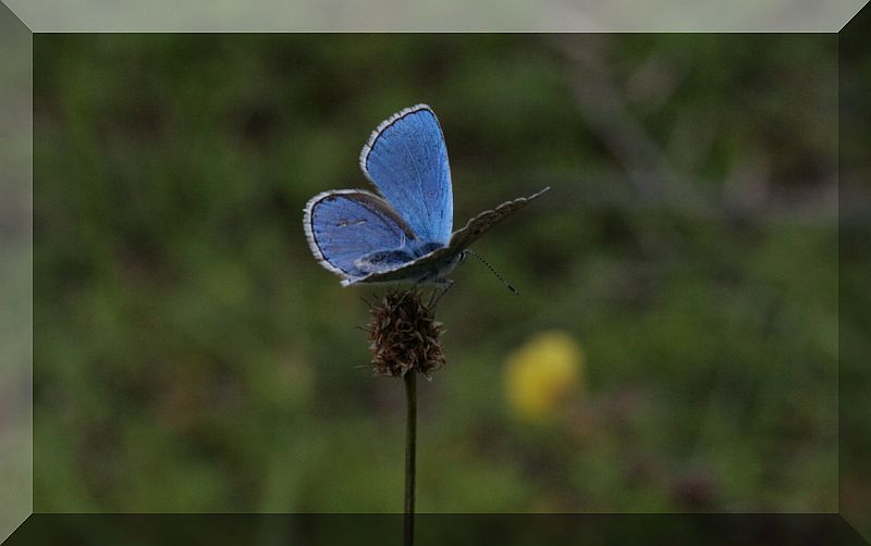 farfalle azzurre (Lycaenidae)