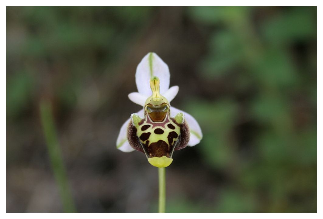 Il ragno equilibrista