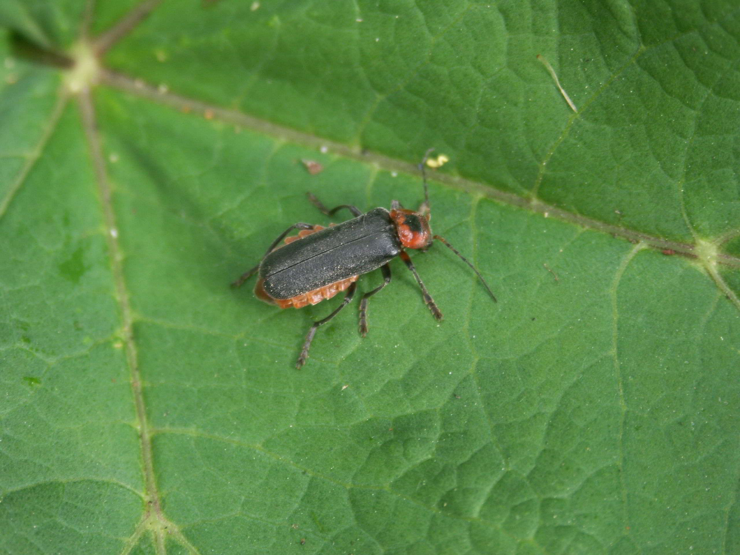 Cantharis rustica, femmina