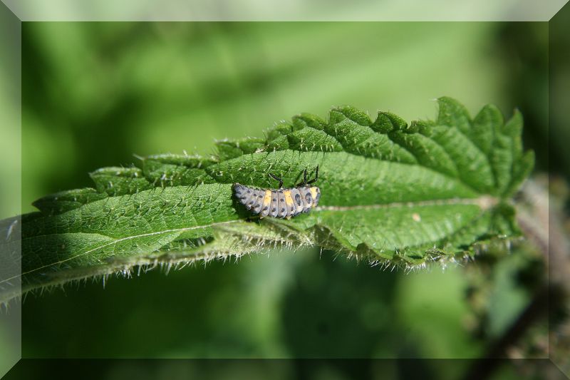 aiuto, cosa ? Coccinella septempunctata