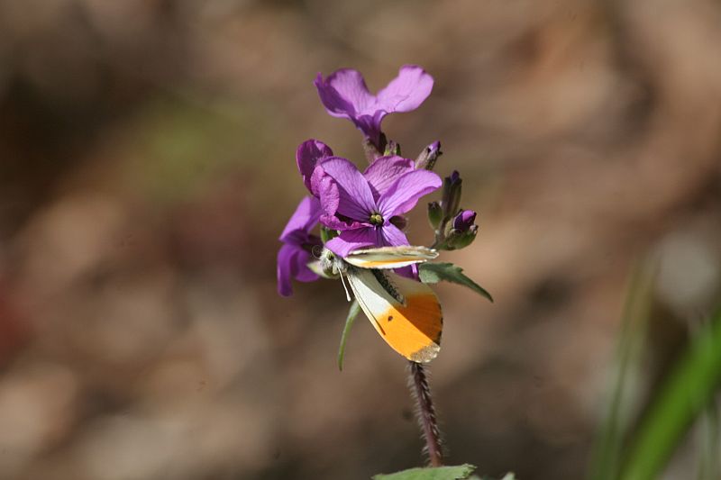 Misumena vatia