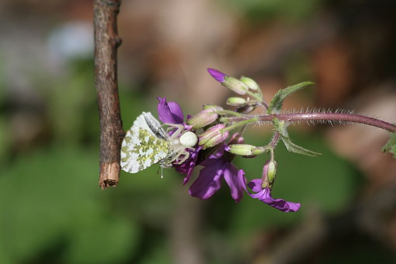 Misumena vatia