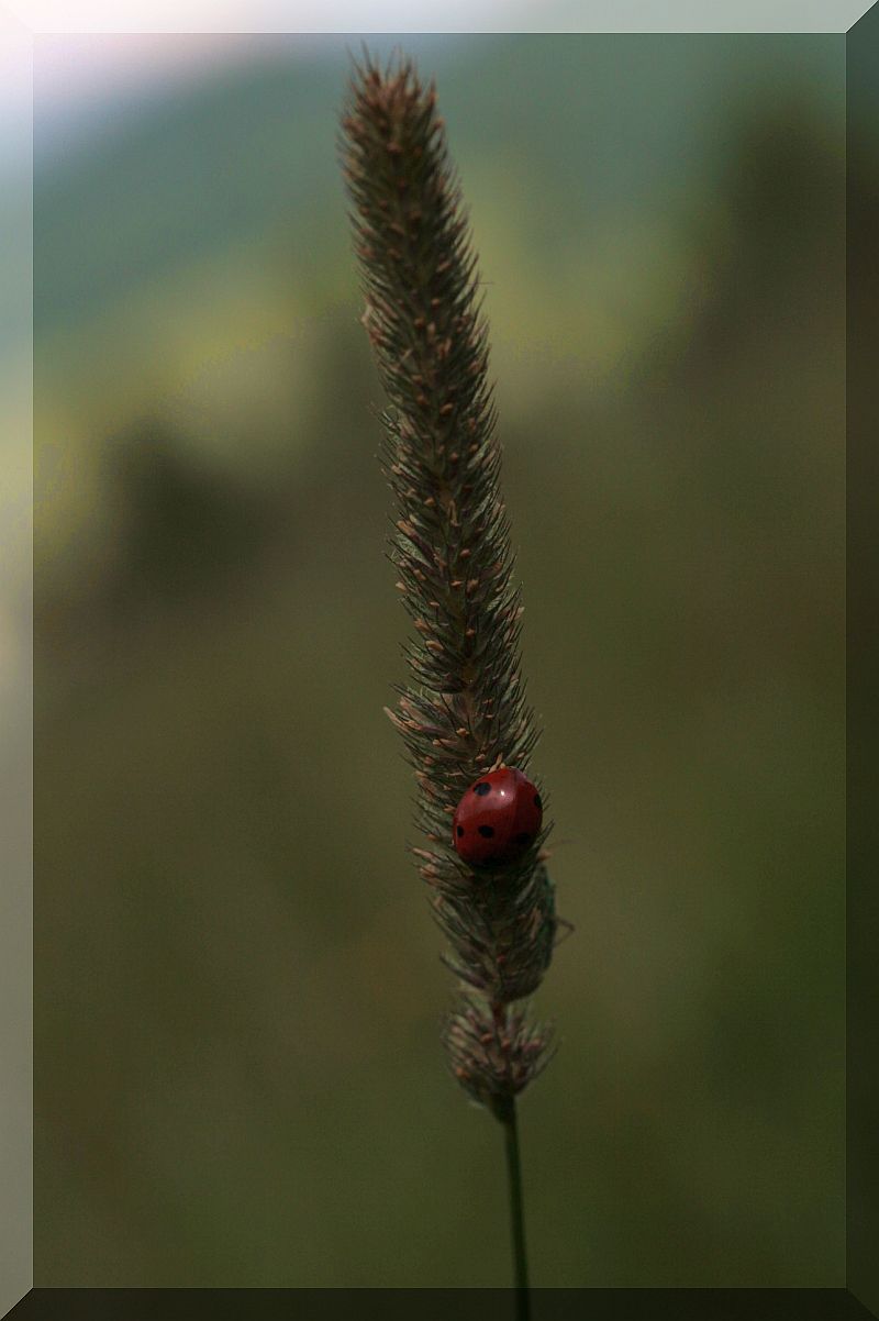 coccinella