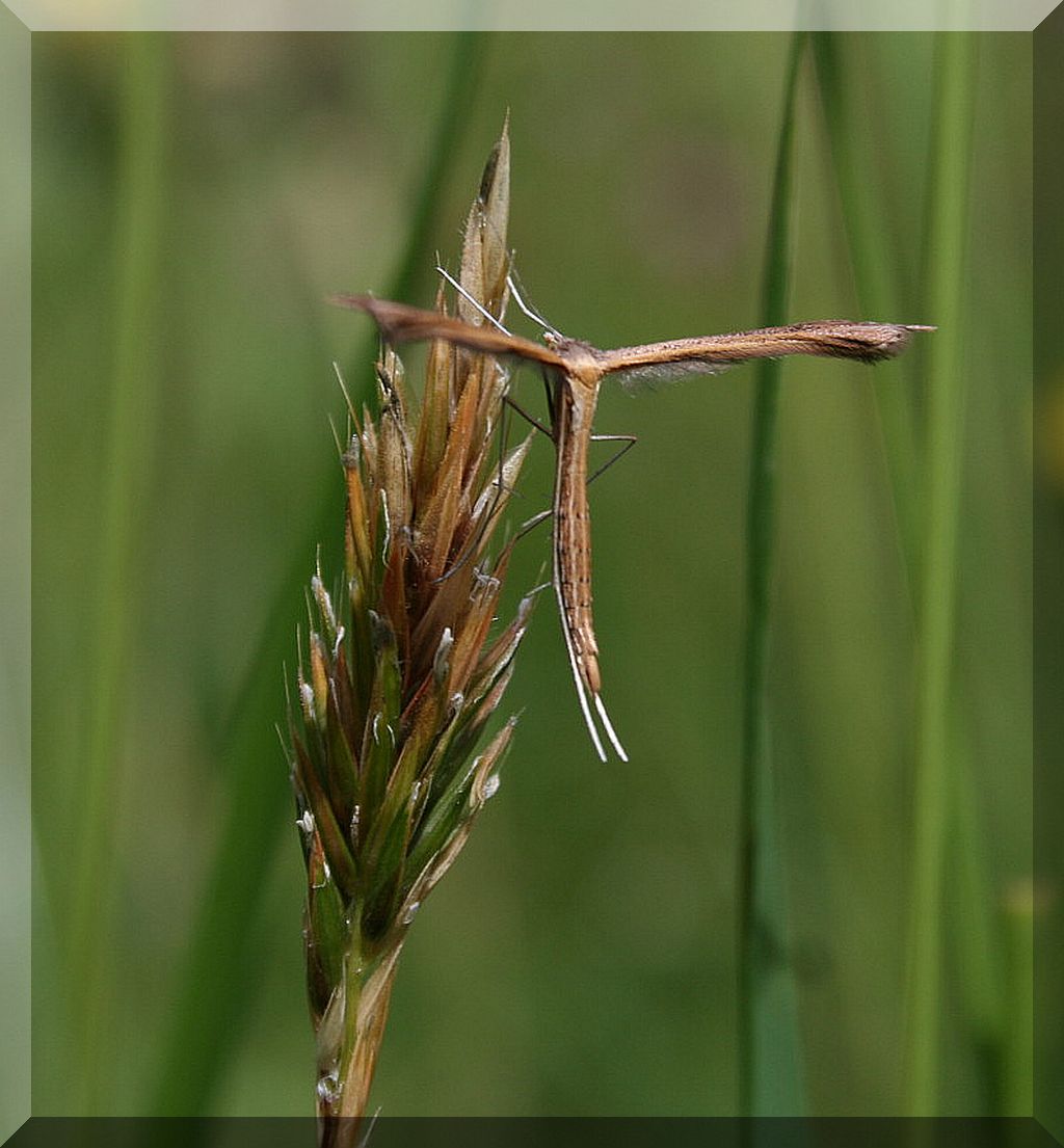 Pterophoridae