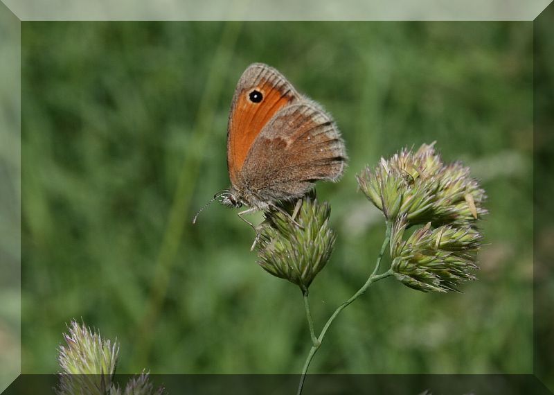 altra Maniola - Coenonympha  pamphilus