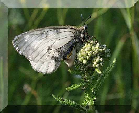 Parnassius mnemosine