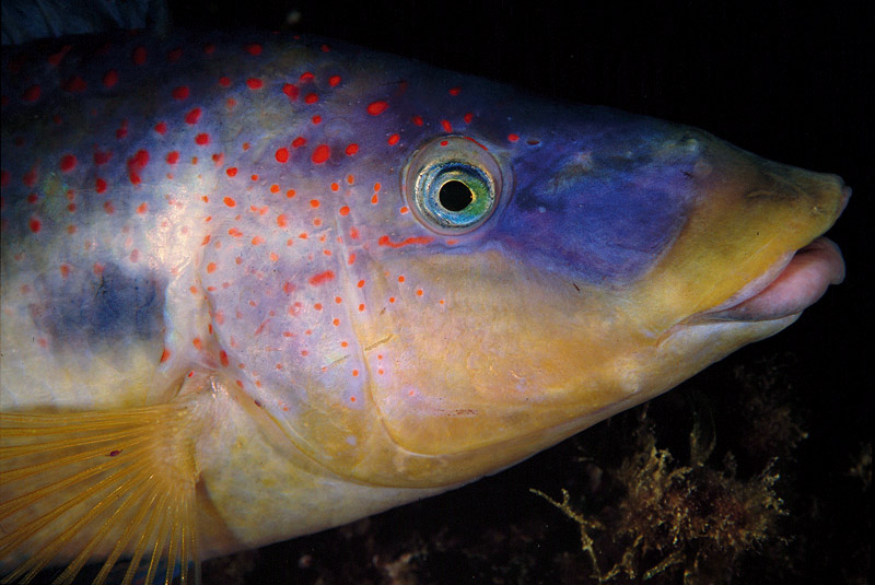 Labridi Natura Mediterraneo Forum Naturalistico