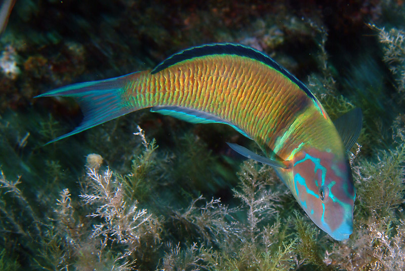 Labridi Natura Mediterraneo Forum Naturalistico