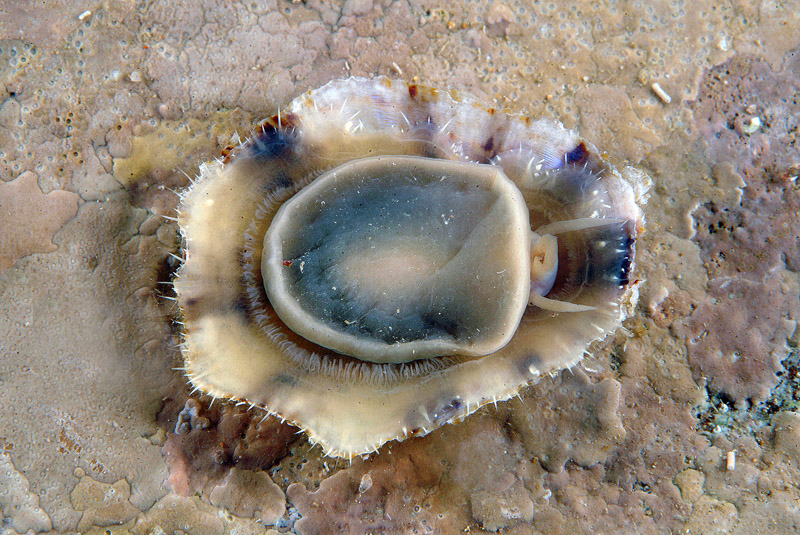 Patella caerulea , Natura Mediterraneo | Forum Naturalistico