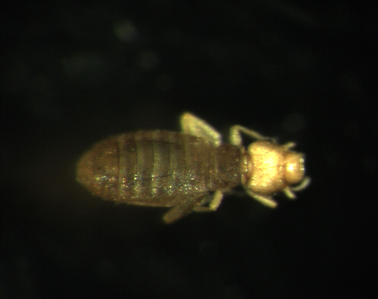 Psocidae