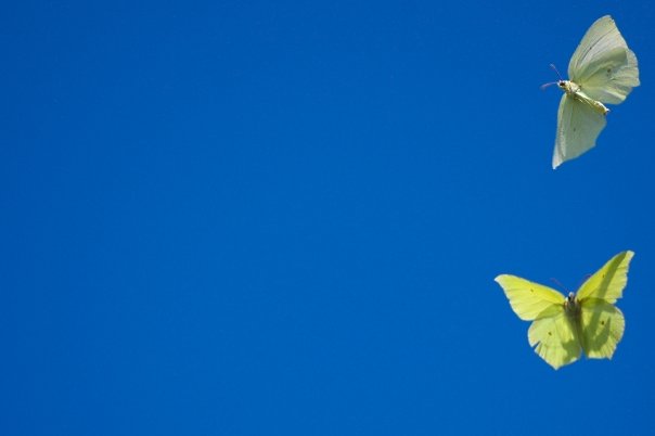 Gonepteryx rhamni o forse cleopatra